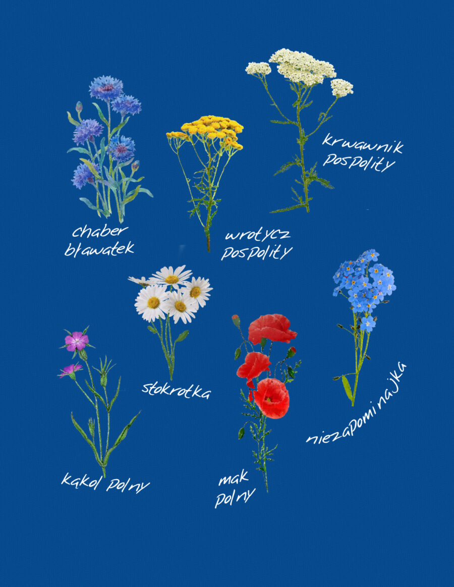 Damska bluza z kapturem – kwiaty polne
